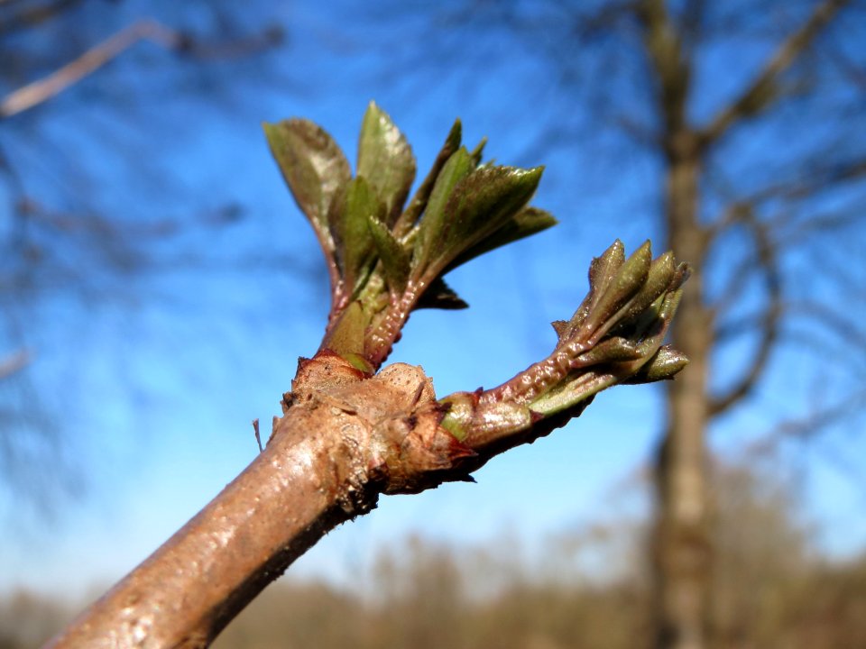 20150309Sambucus_nigra2