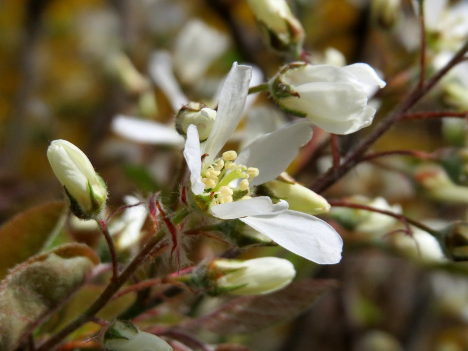 20150413Amelanchier_lamarckii3