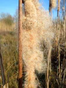 20150309Typha_latifolia7