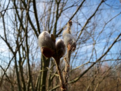 20150309Salix_caprea3