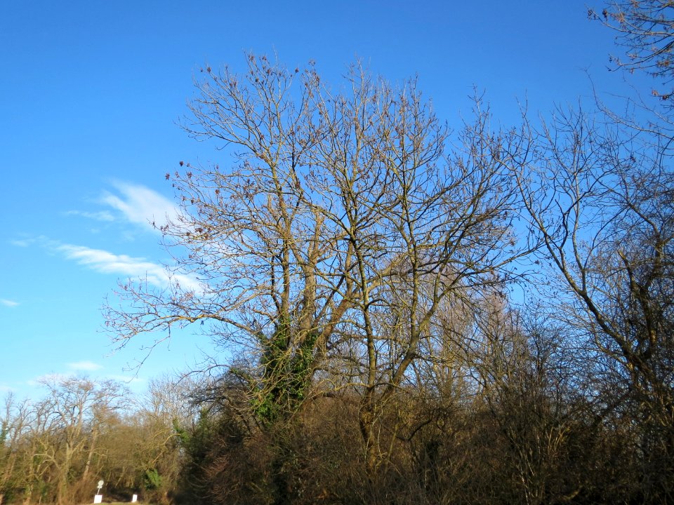 20150220Fraxinus_excelsior3