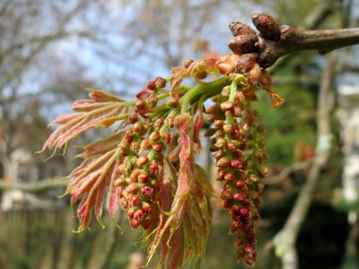 20150413Quercus_coccinea4