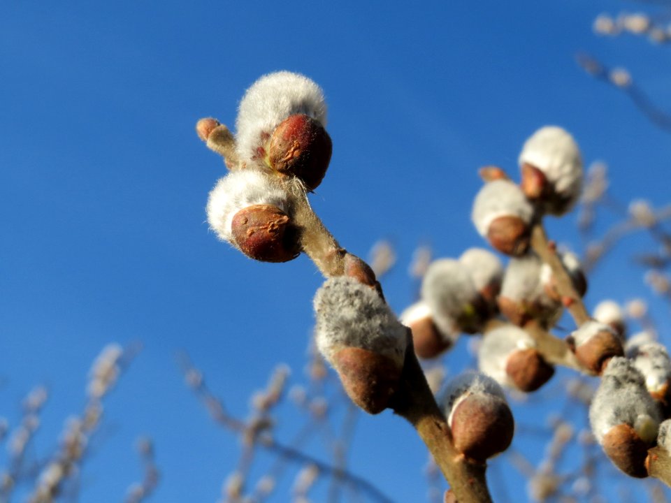 20150309Salix_caprea4