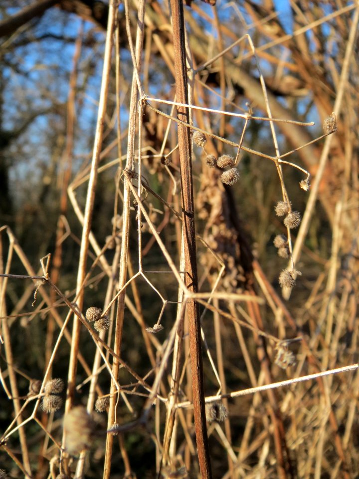 20150220Humulus_lupulus1