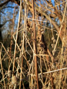 20150220Humulus_lupulus1