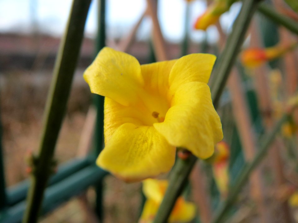 20150224Jasminum_nudiflorum1