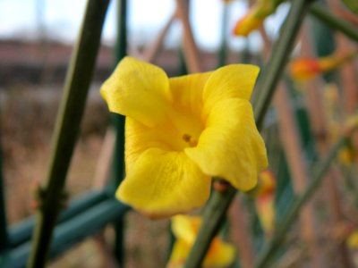 20150224Jasminum_nudiflorum1