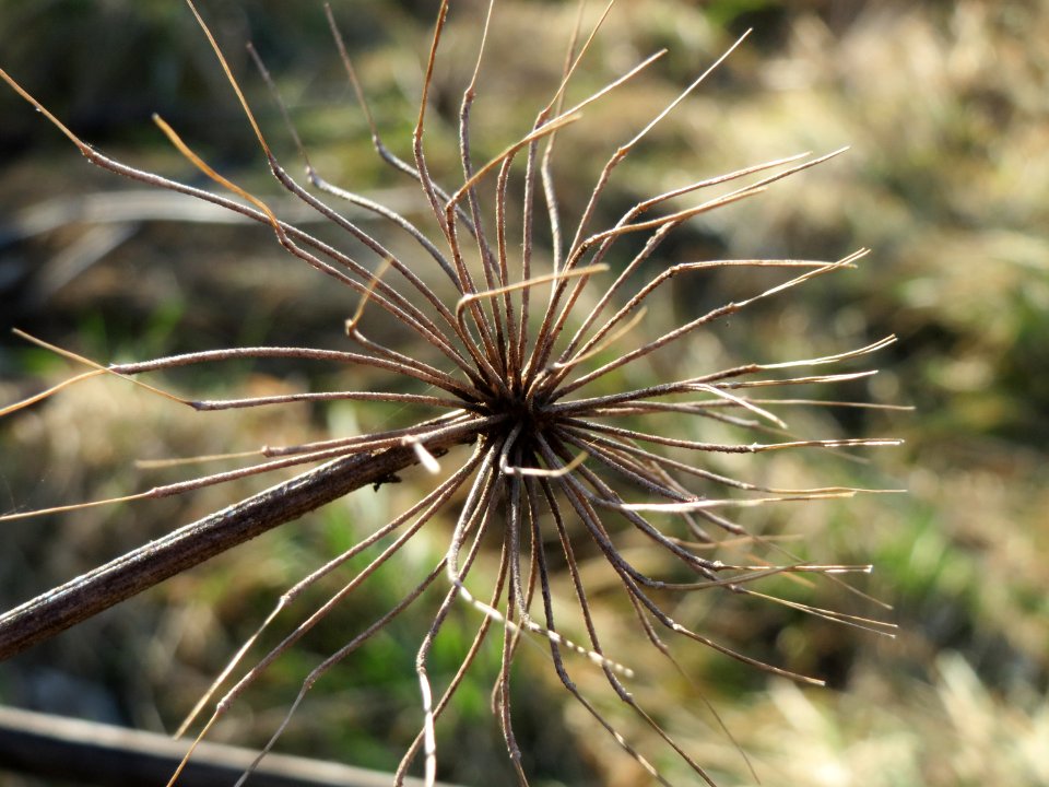 20150220Heracleum_mantegazzianum6