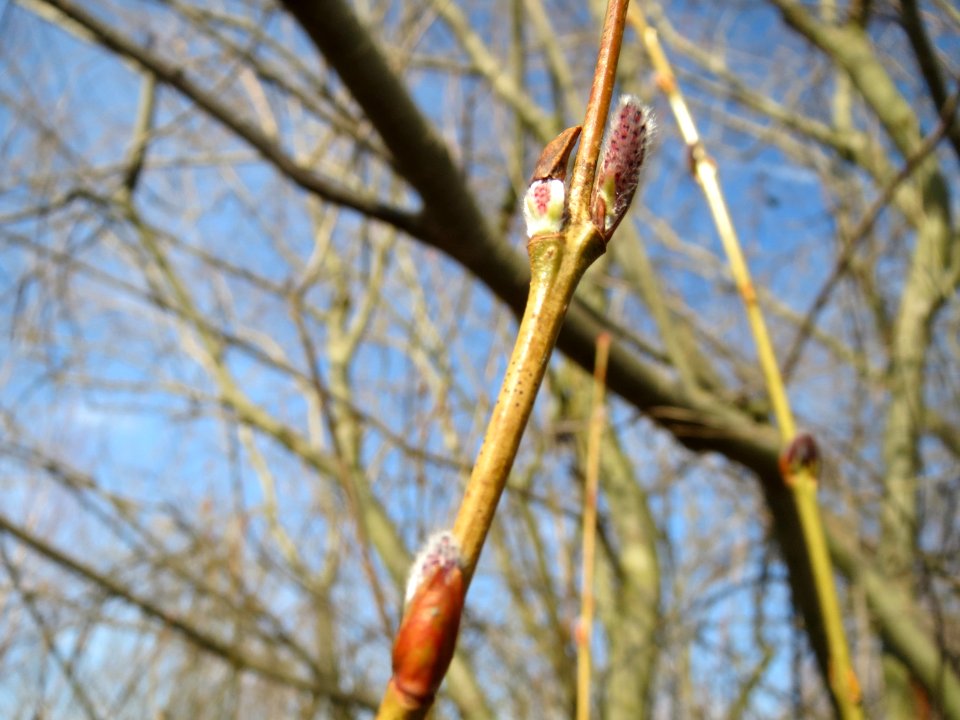 20150309Salix_purpurea4