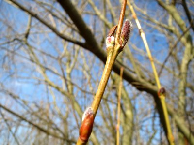 20150309Salix_purpurea4