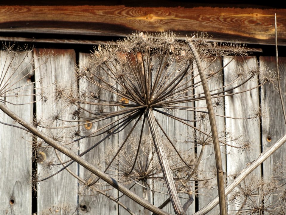 20150220Heracleum_mantegazzianum3