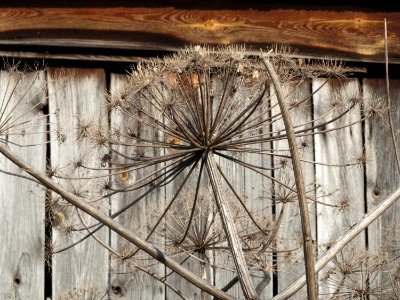 20150220Heracleum_mantegazzianum3