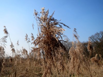 20150320Phragmites_australis3