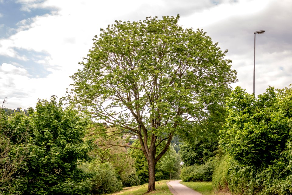 20150522_Geschützer_Baum_-_Baumbestand_am_Moselradweg_Trier_-_IMG_4473_by_sebaso