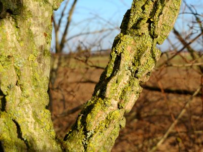 20150225Ulmus_minor3