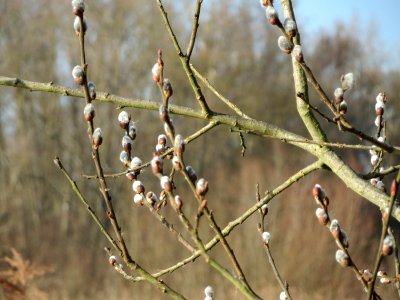 20150309Salix_caprea5