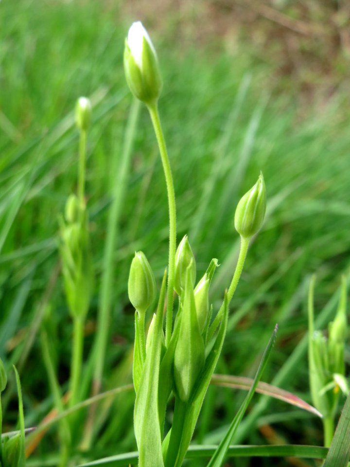 20150413Stellaria_holostea2