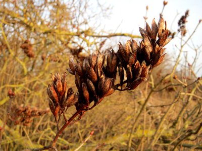 20150224Syringa_vulgaris2