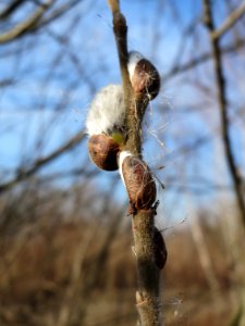 20150309Salix_caprea1