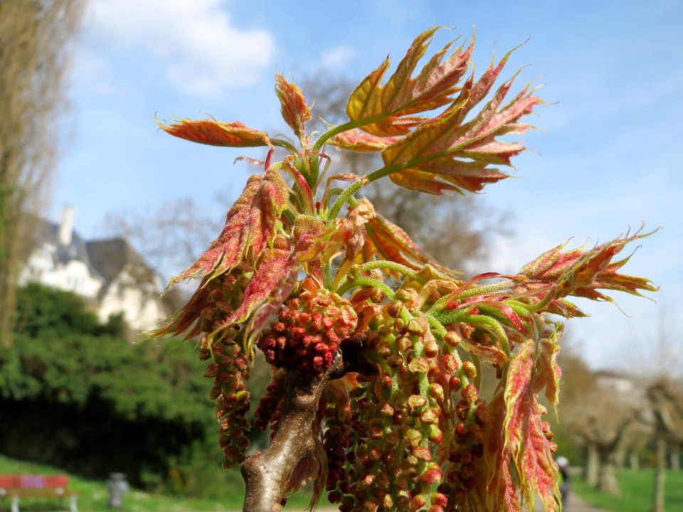 20150413Quercus_rubra5