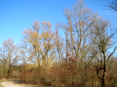 20150309Salix_alba1