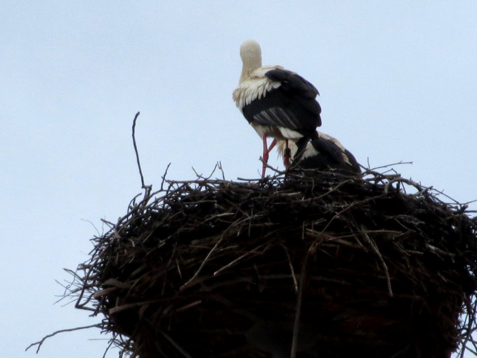 20150221Storchennest_Hockenheim1