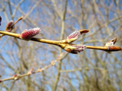 20150309Salix_purpurea3