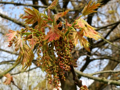 20150413Quercus_rubra1