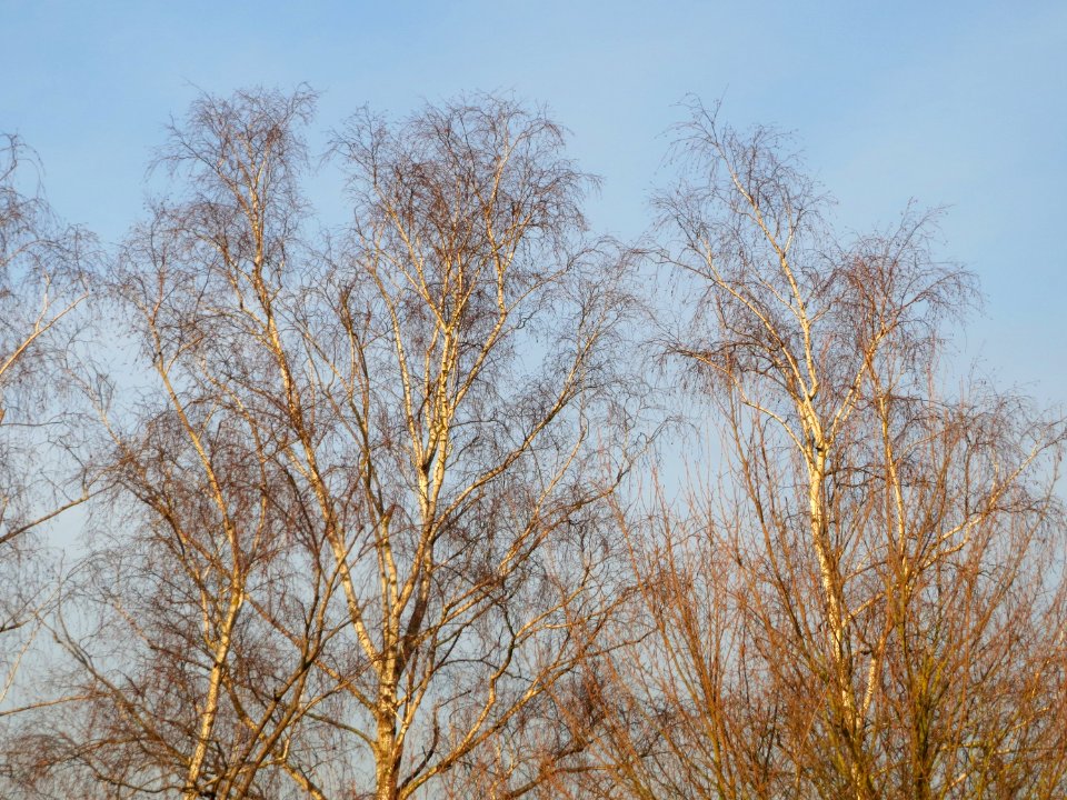 20150224Betula_pendula1