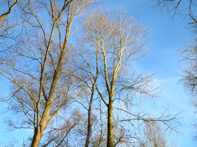 20150309Populus_tremula02