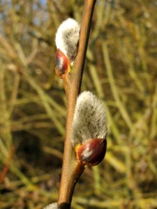 20150309Salix_caprea6