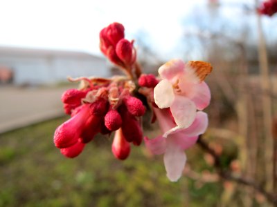 20150224Viburnum_x_bodnantense1