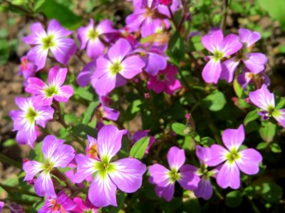 20150414Erysimum_cheiri1