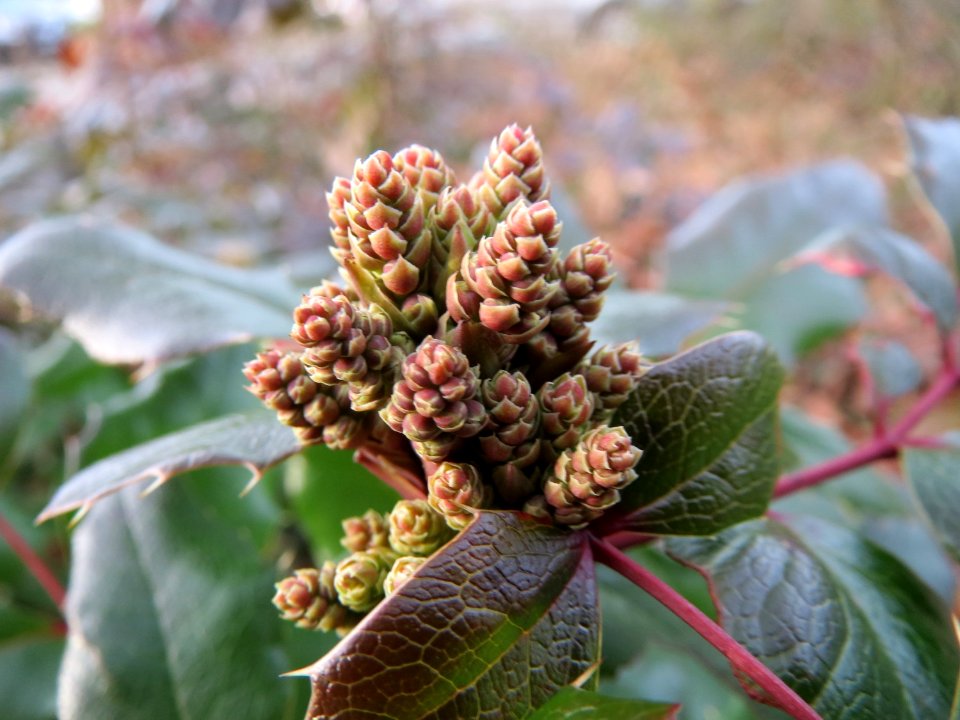 20150224Mahonia_aquifolium1