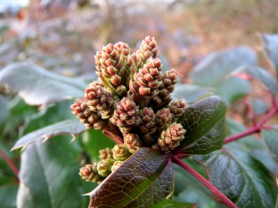 20150224Mahonia_aquifolium1