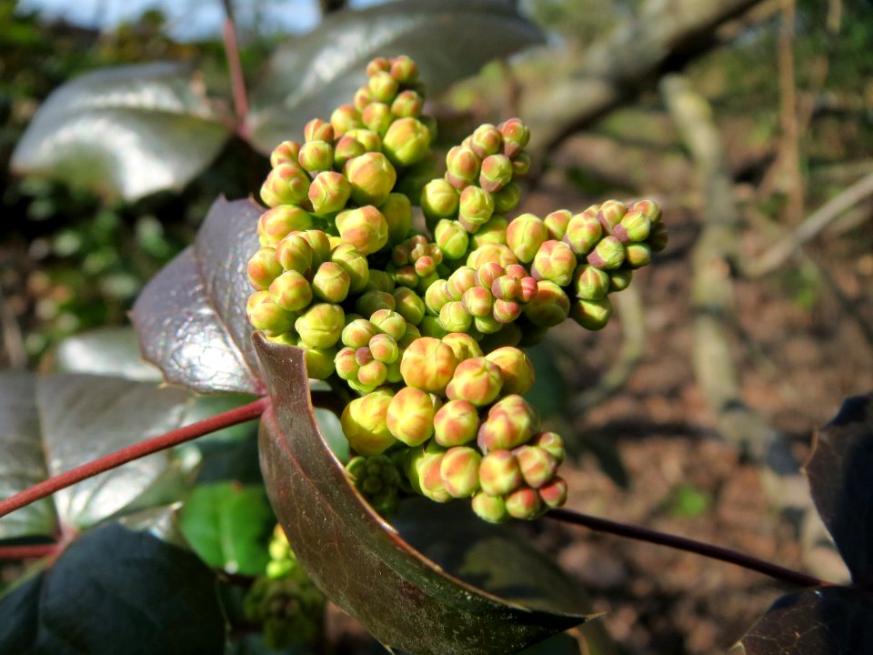 20150309Mahonia_aquifolium