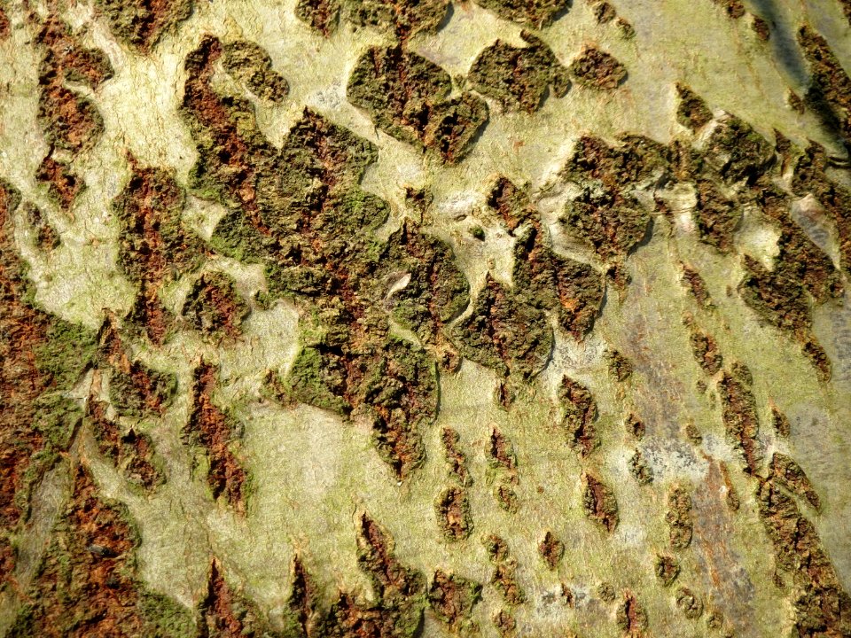20150309Populus_tremula05