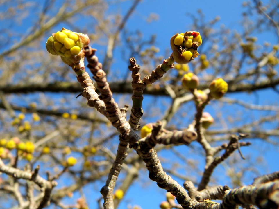 20150226Cornus_mas3