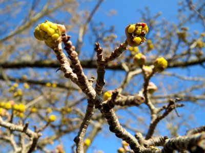20150226Cornus_mas3