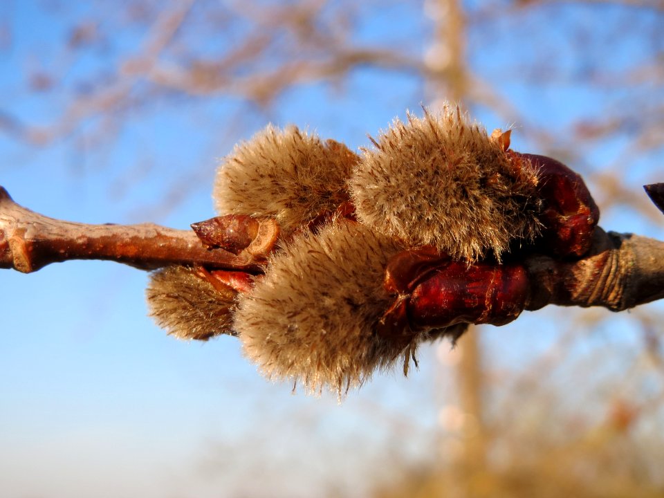 20150309Populus_tremula09