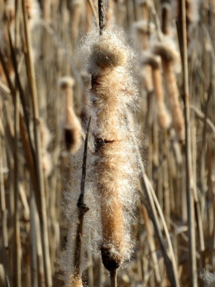 20150309Typha_latifolia5