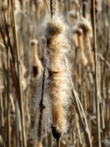 20150309Typha_latifolia5
