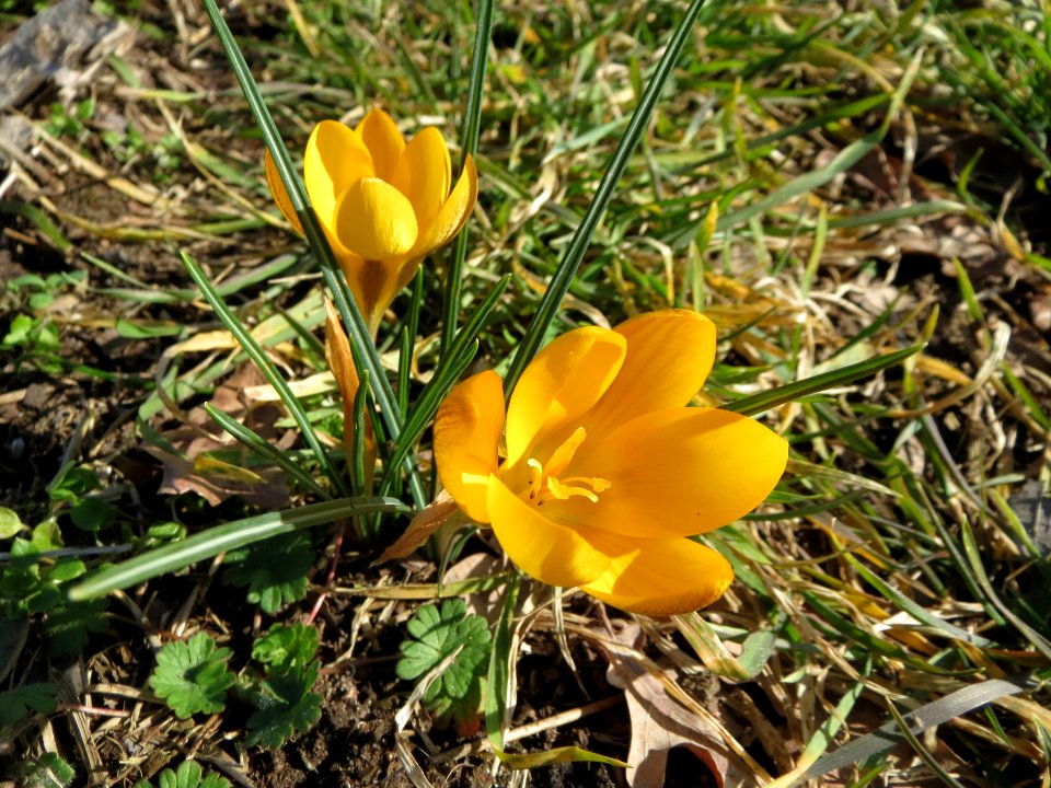 20150226Crocus_chrysanthus2
