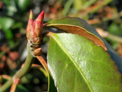 20150309Euonymus_japonicus3