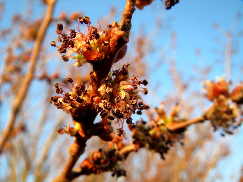 20150312Ulmus_minor2