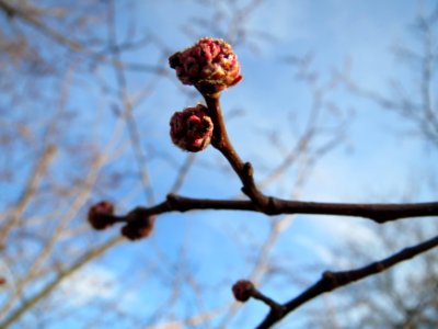 20150225Ulmus_minor6