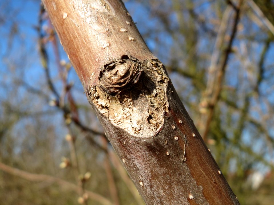 20150311Ailanthus_altissima