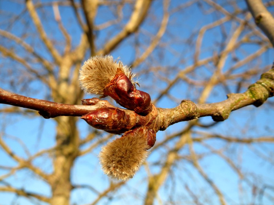 20150309Populus_tremula11