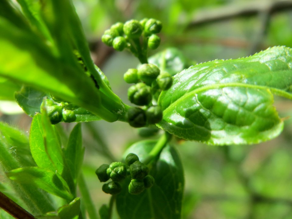 20150413Euonymus_europaeus2