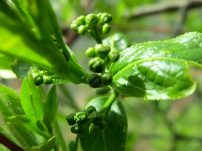 20150413Euonymus_europaeus2